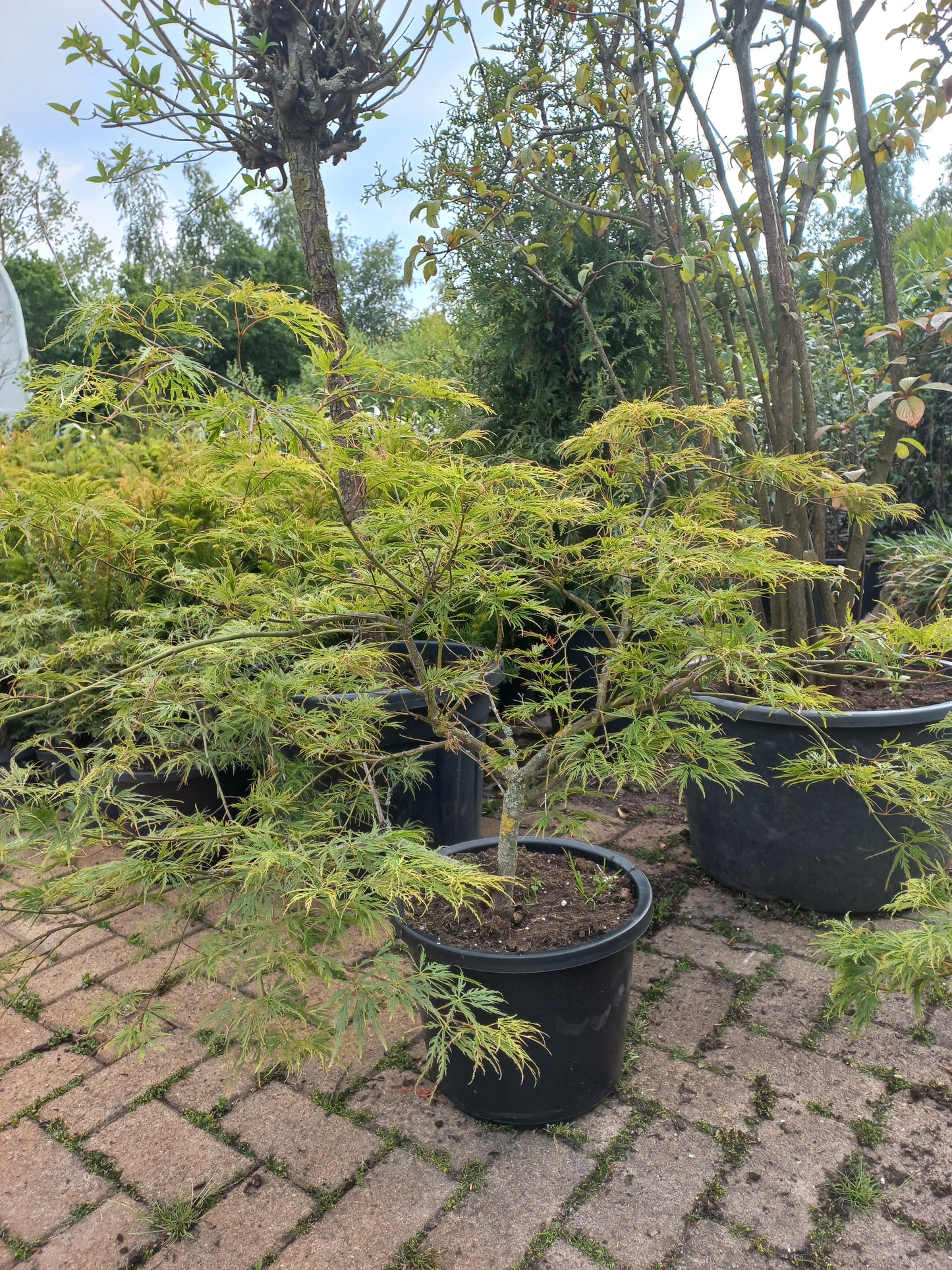 Acer palmatum "Dissectum" Japanse esdoorn