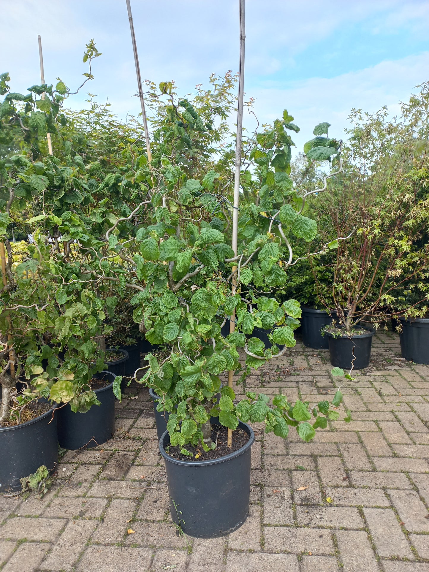 Corylus avellana Contorta kronkelhazelaar