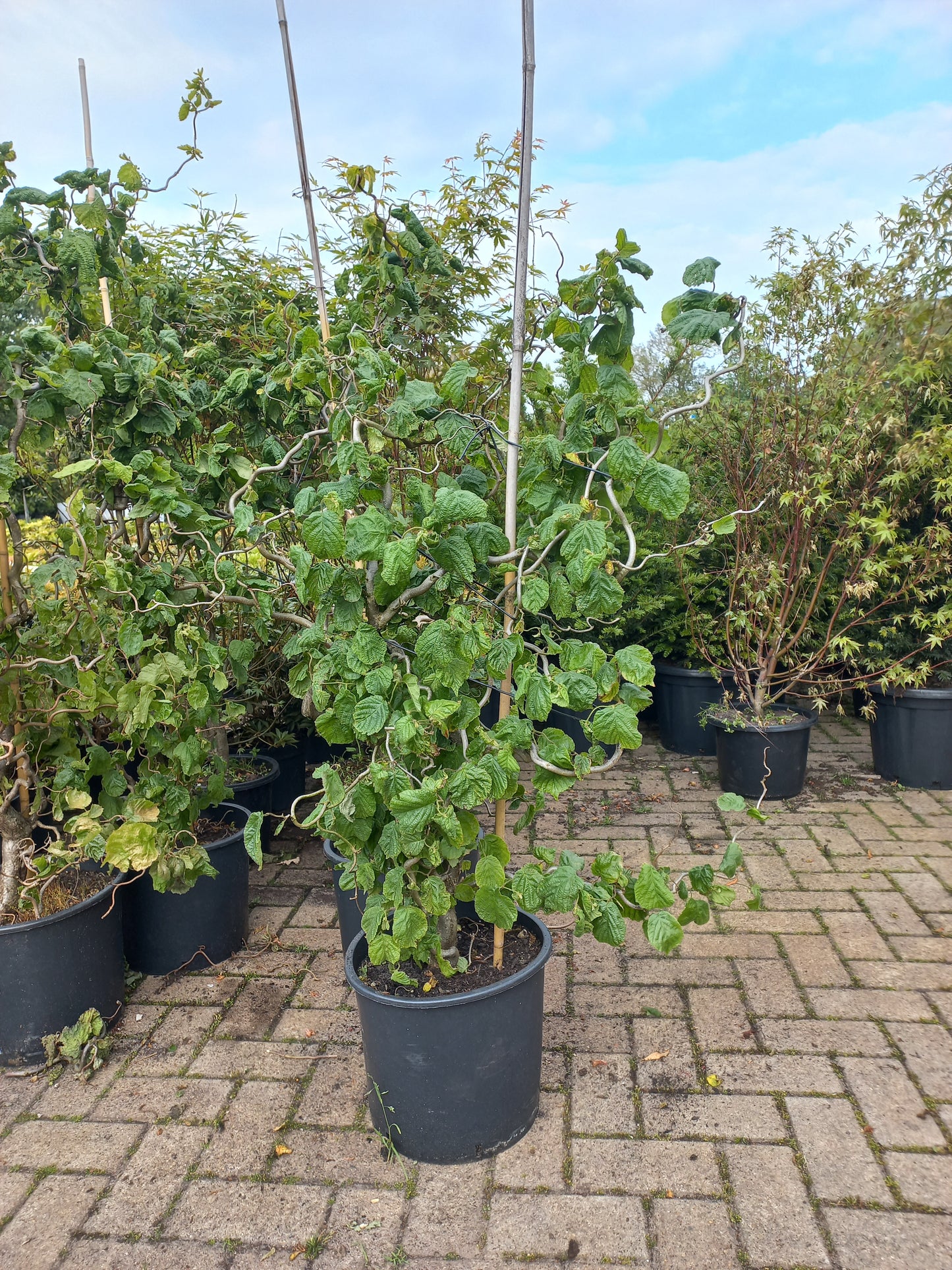 Corylus avellana Contorta kronkelhazelaar