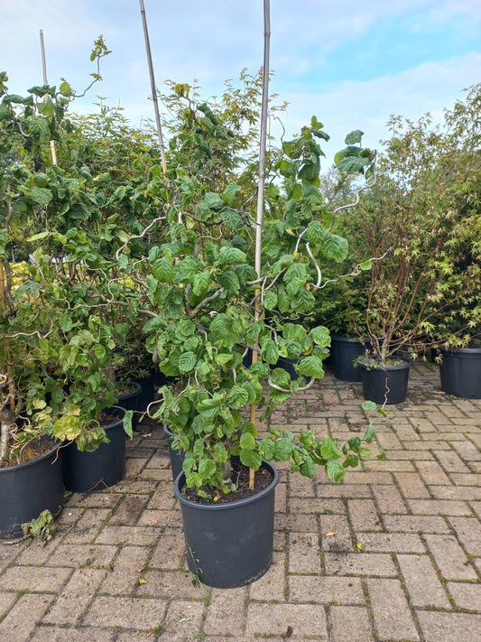 Corylus avellana Contorta kronkelhazelaar