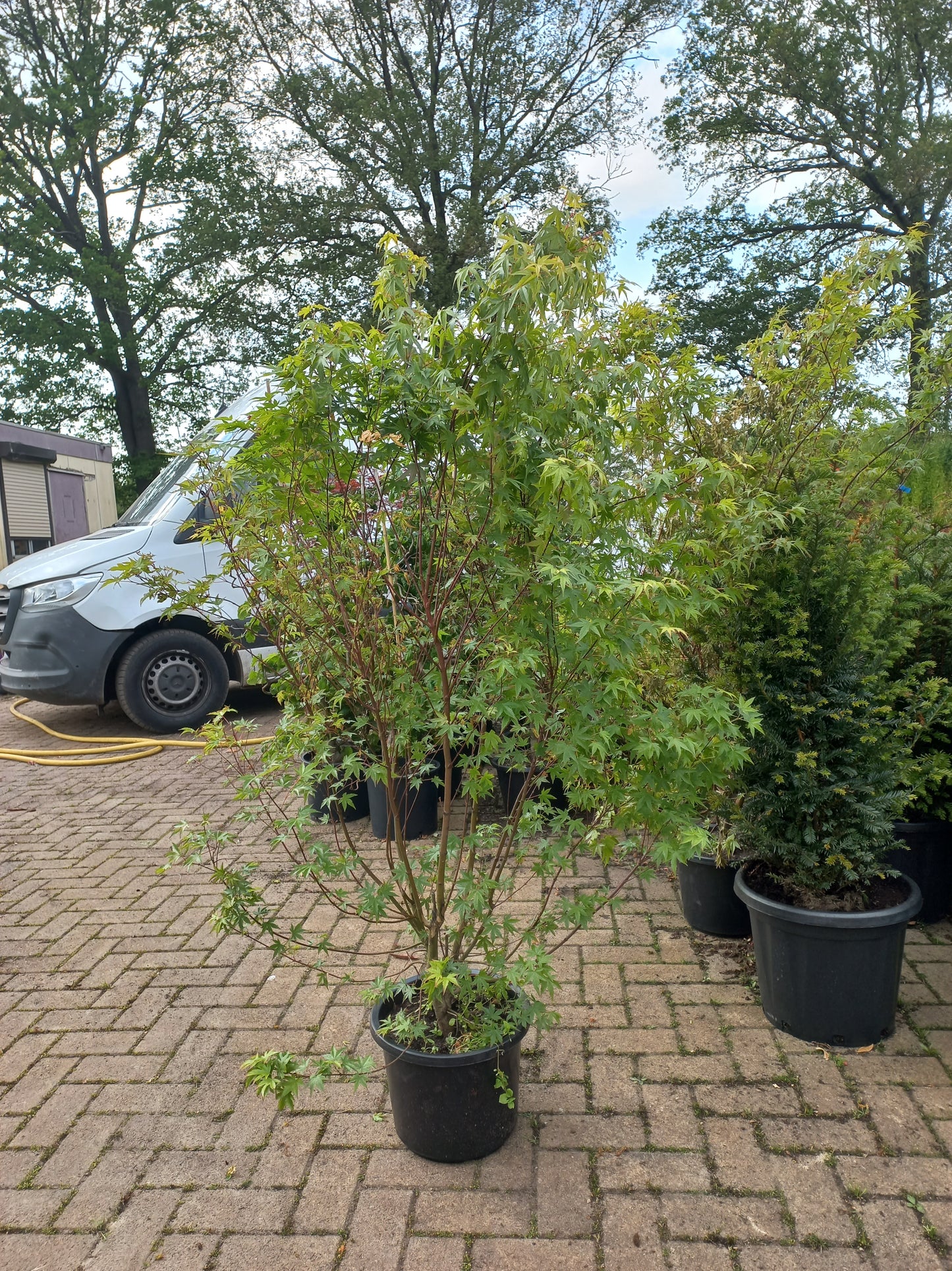 Acer palmatum Japanse esdoorn