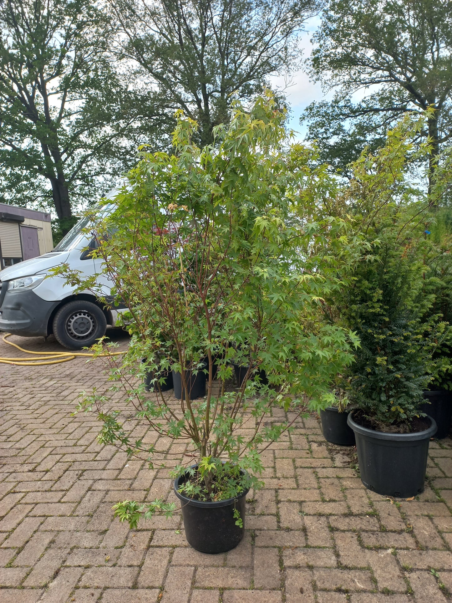 Acer palmatum Japanse esdoorn