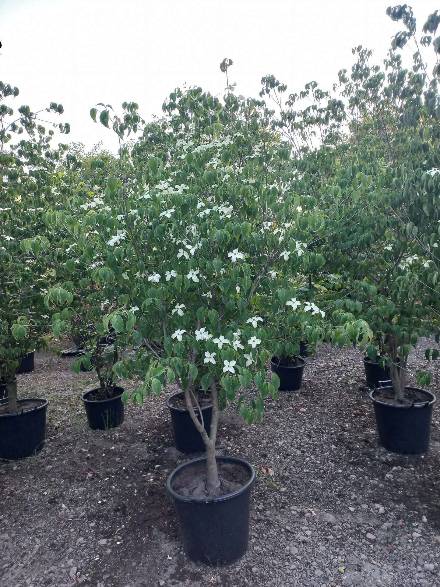 Cornus kousa Chinensis kornoelje