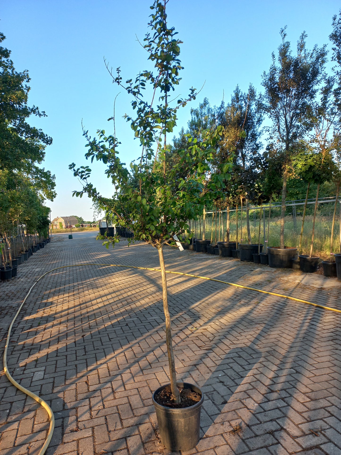 Halfstam Lagerstroemia Indica In Varieta Roze en Wit indische sering