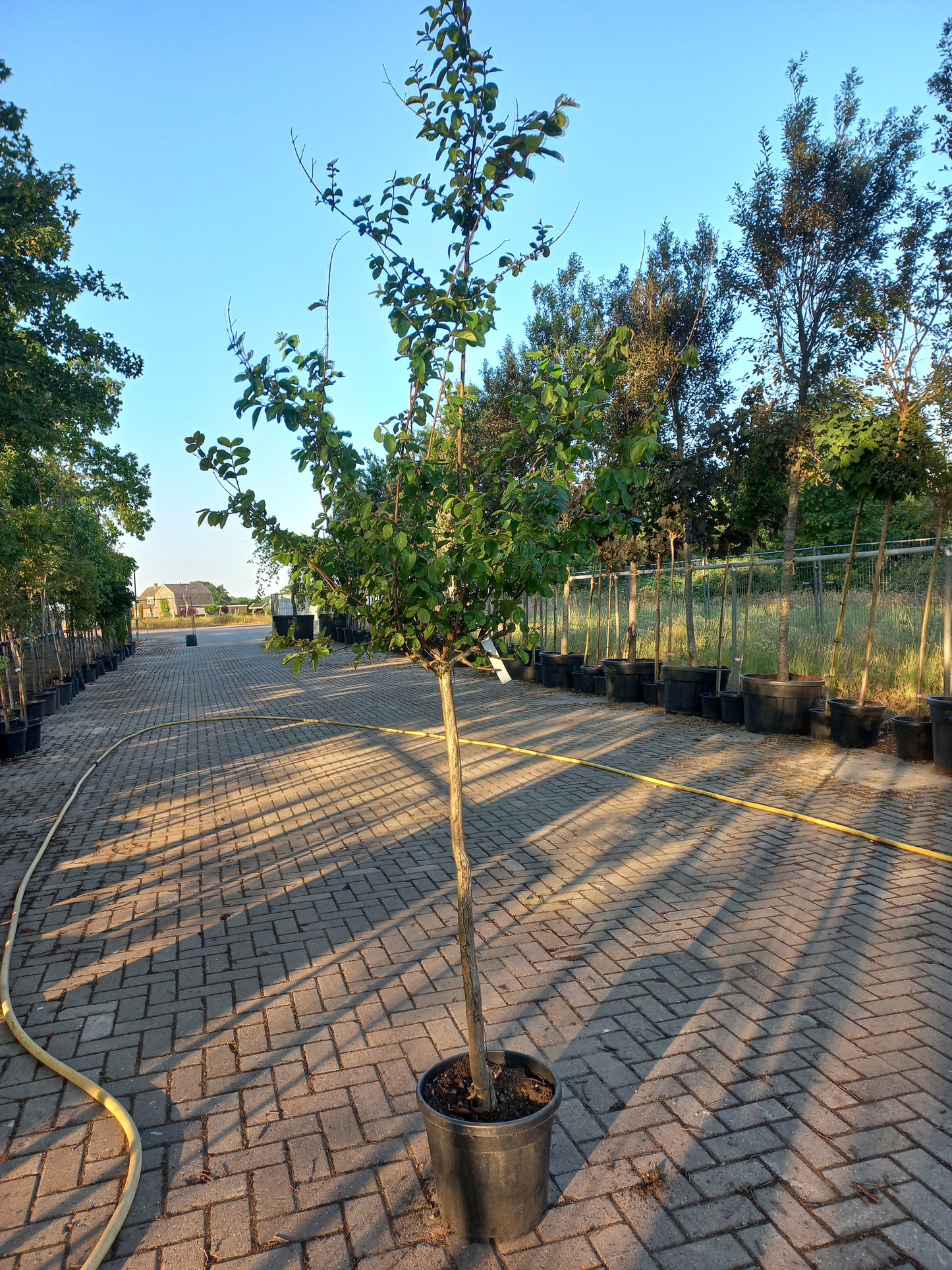 Halfstam Lagerstroemia Indica In Varieta Roze en Wit indische sering
