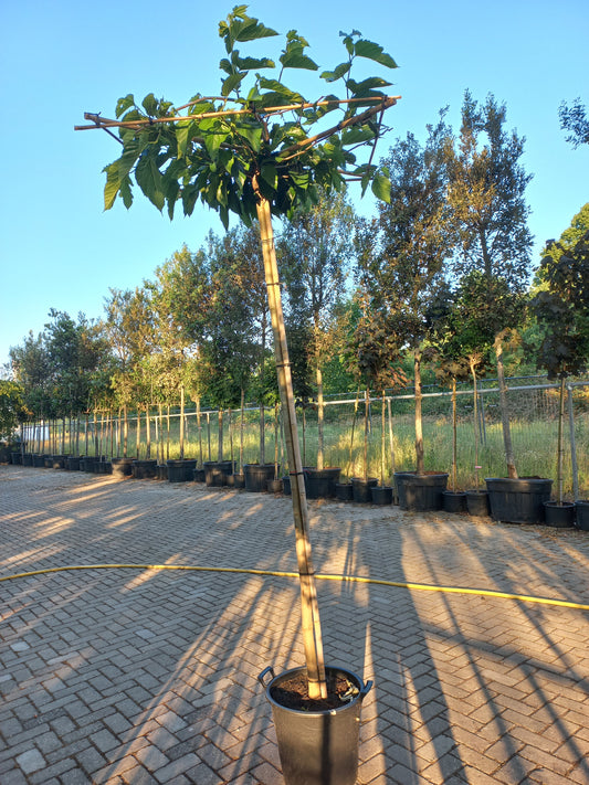 Morus alba Fruitless dakmoerbei dakboom