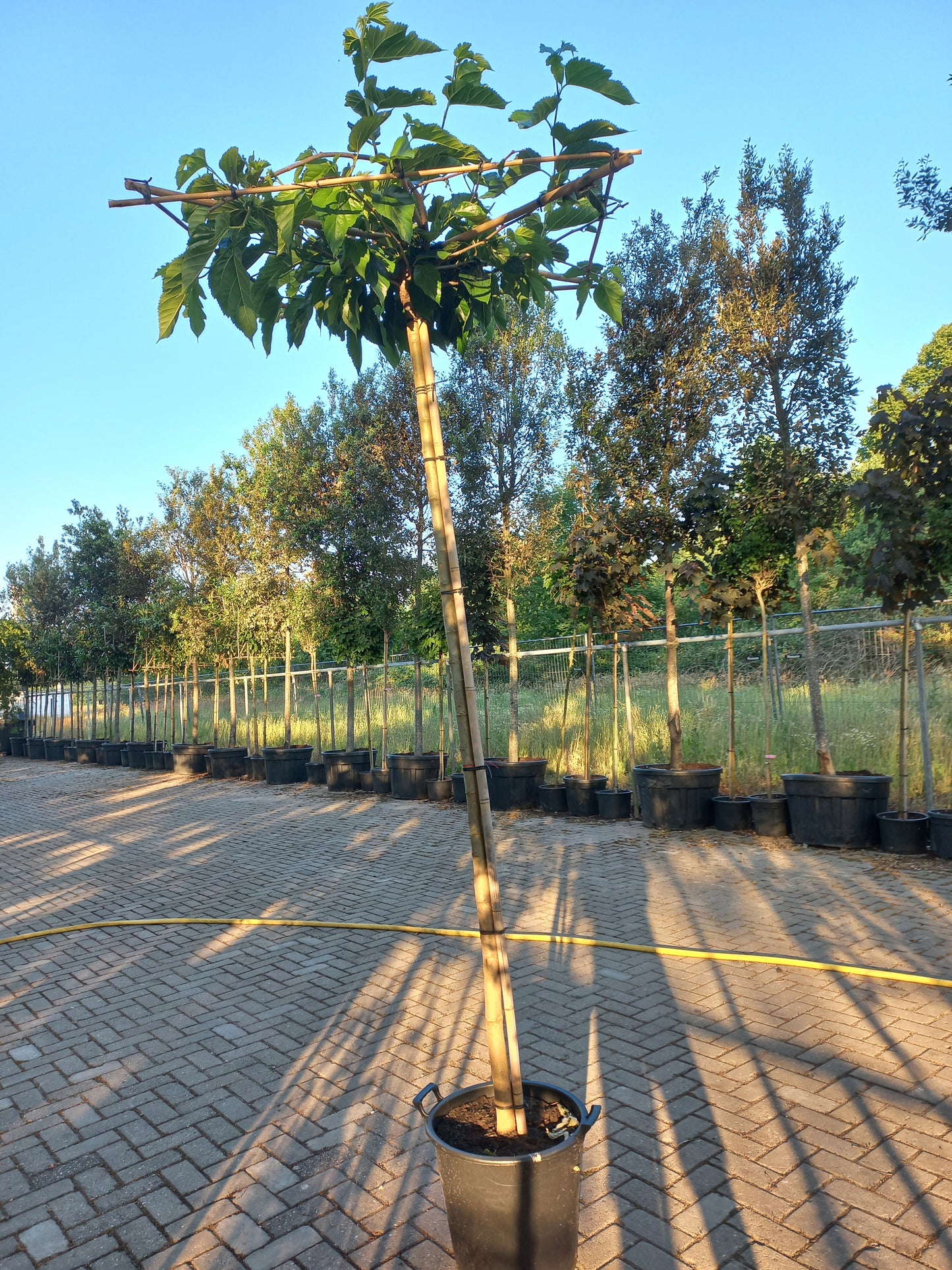 Morus alba Fruitless dakmoerbei dakboom