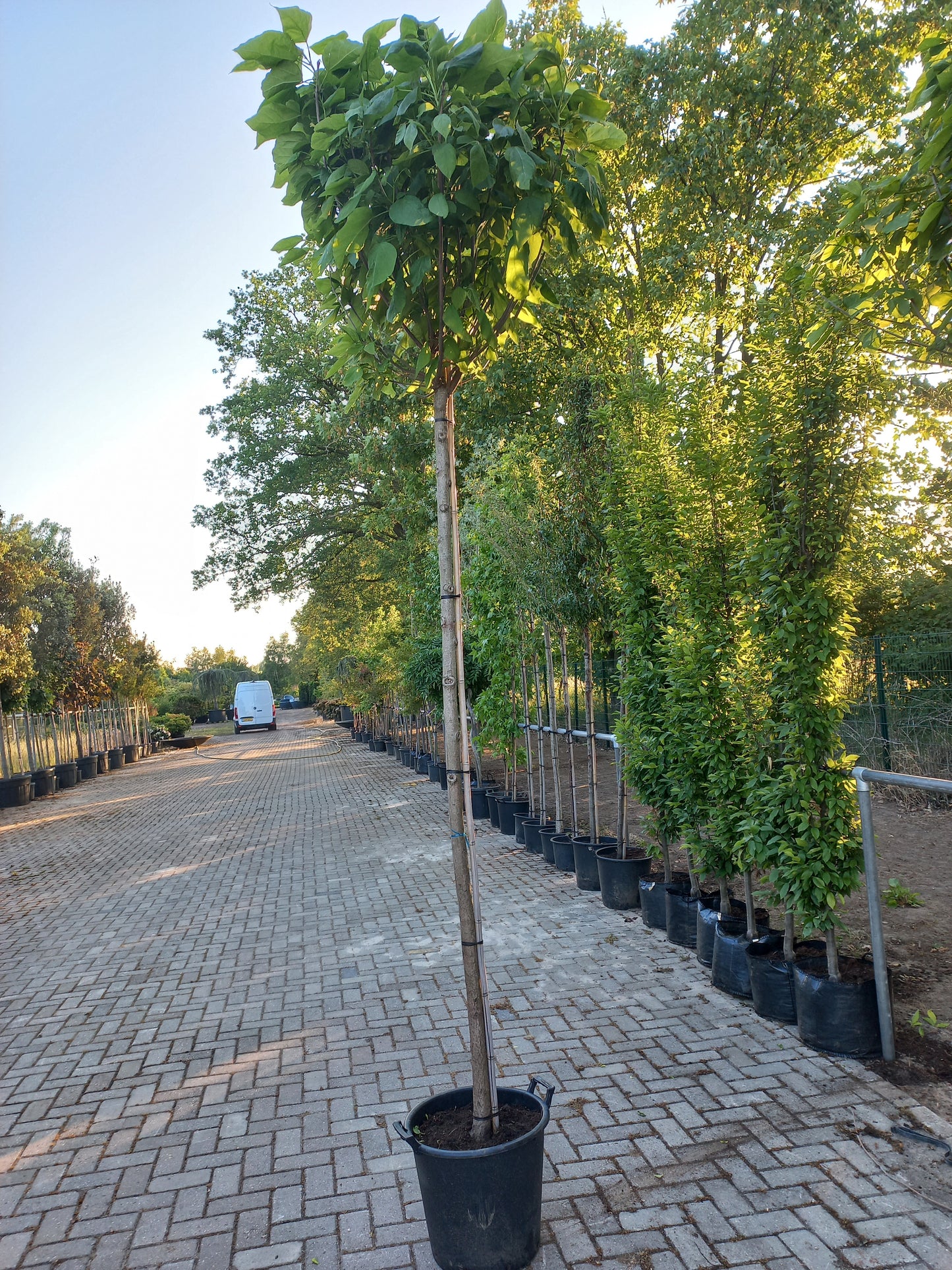 Catalpa bignonioides Nana bolcatalpa