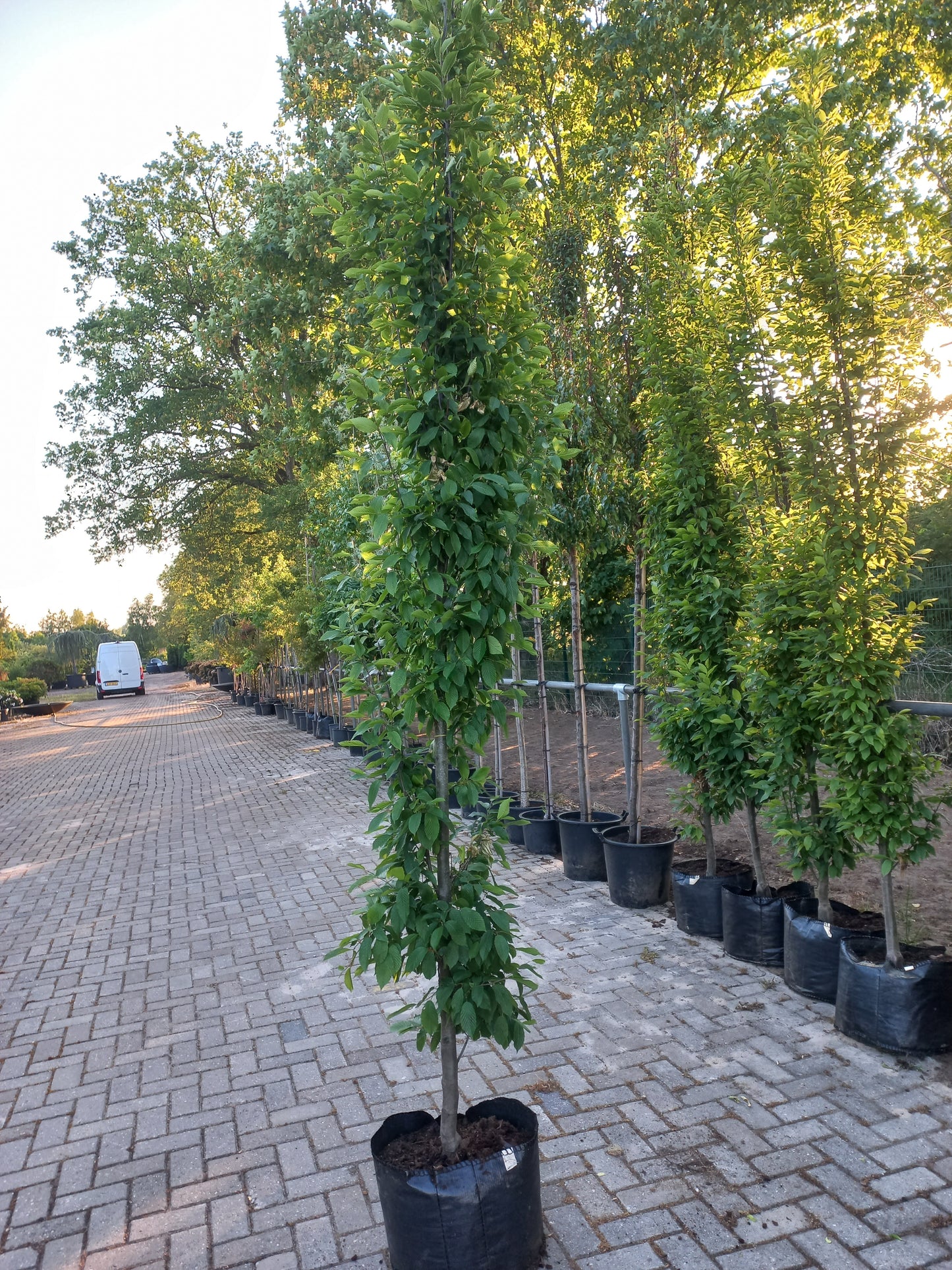 Carpinus betulus Fastigiata Zuilbeuk
