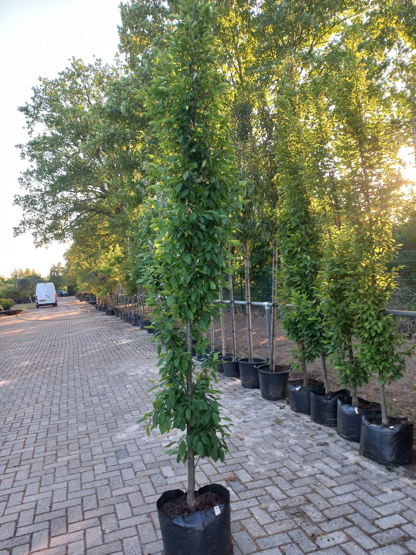 Carpinus betulus Fastigiata Zuilbeuk