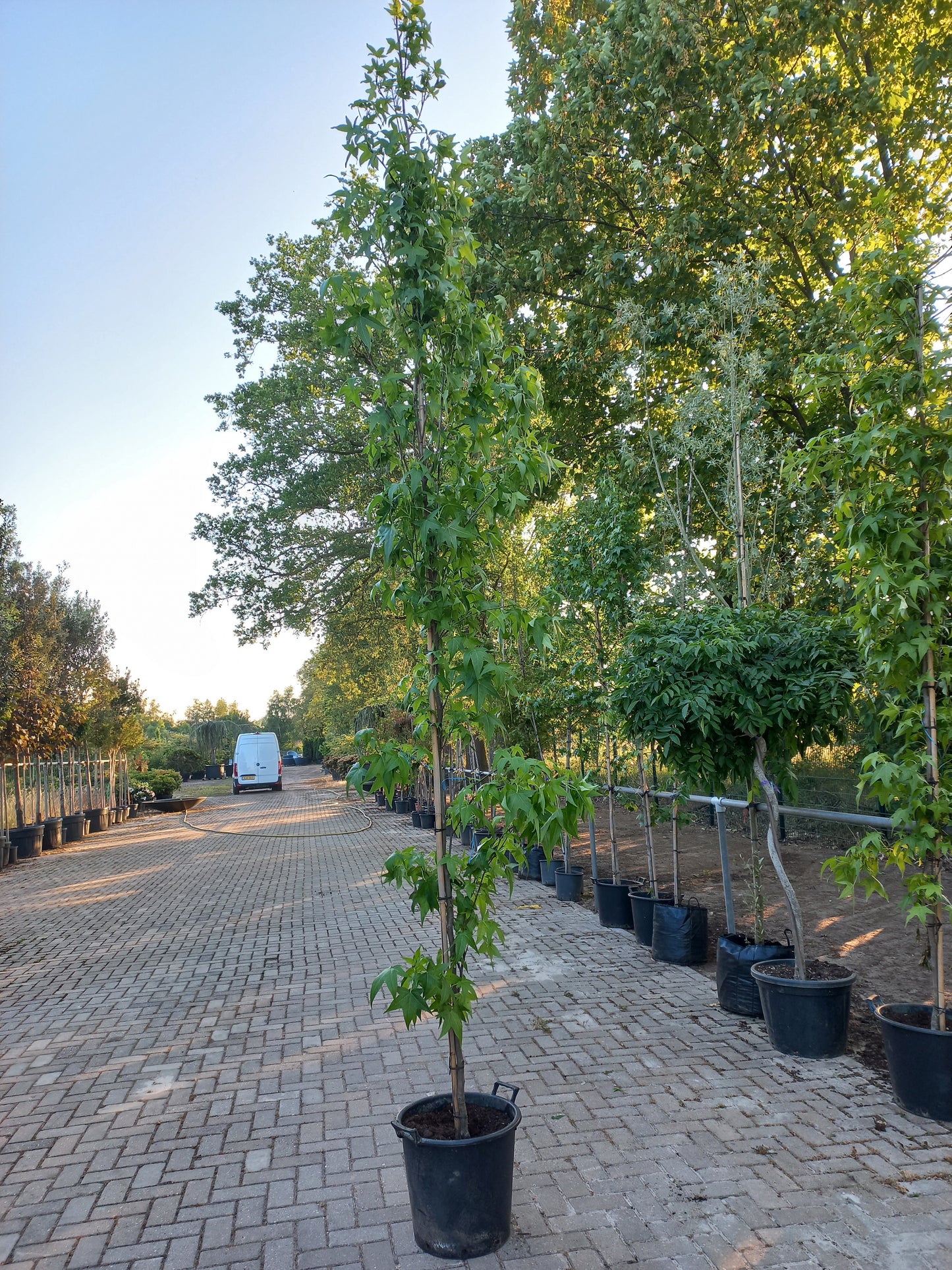 Liquidambar Styraciflua SlenderSilhouette Zuilamberboom