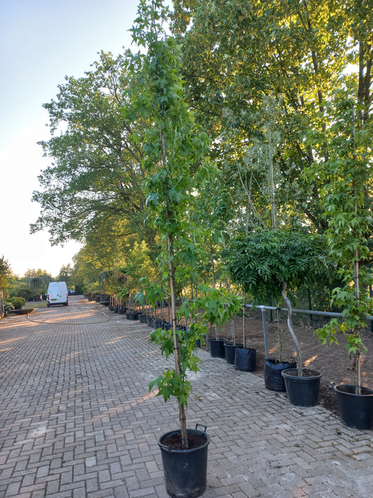 Liquidambar Styraciflua SlenderSilhouette Zuilamberboom