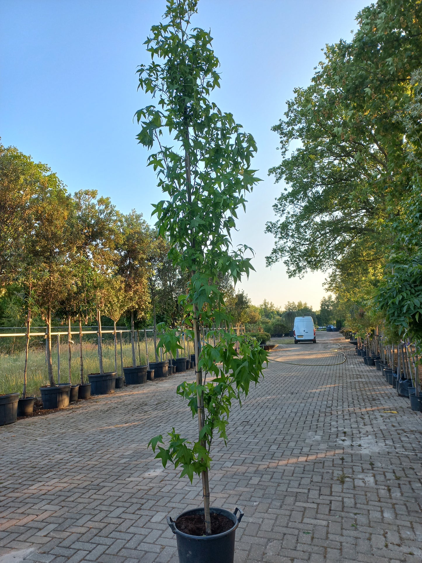 Liquidambar Styraciflua SlenderSilhouette Zuilamberboom