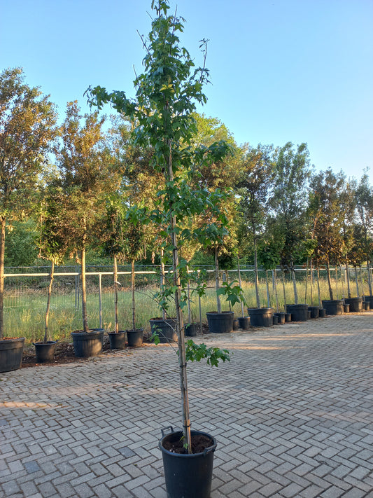 Liquidambar Styraciflua Amberboom