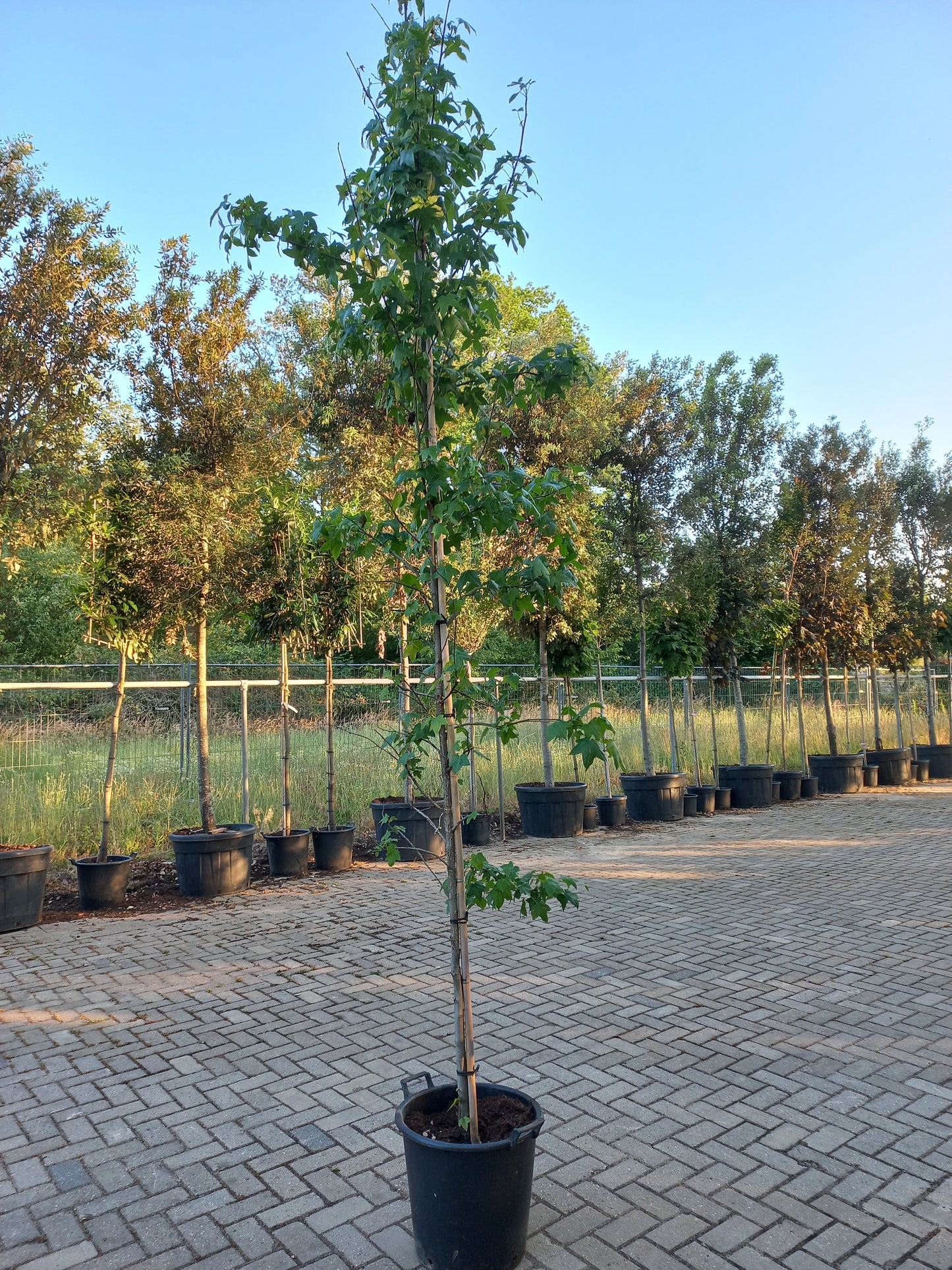 Liquidambar Styraciflua Amberboom