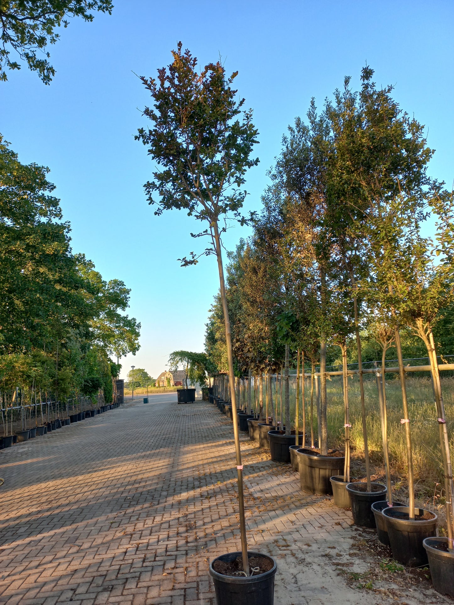 Lagerstroemia Indica In Varieta Roze en Wit indische sering hoogstam