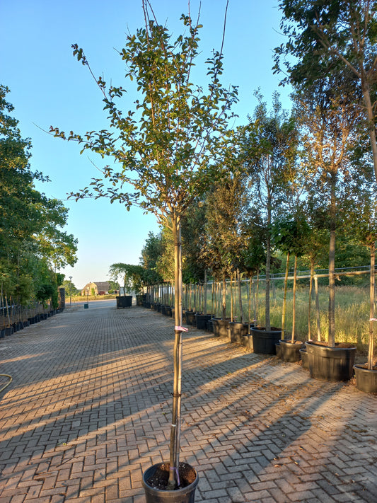 Lagerstroemia Indica In Varieta Roze en Wit indische sering