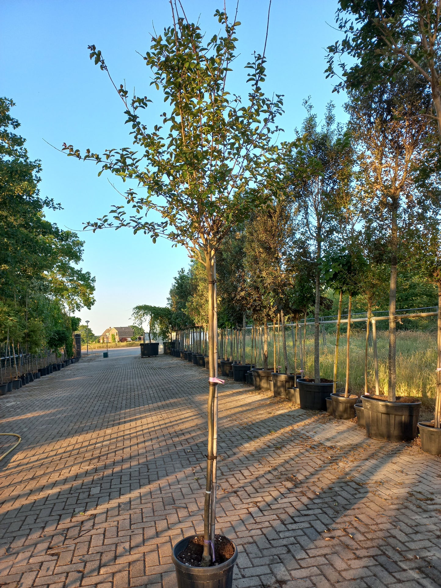 Lagerstroemia Indica In Varieta Roze en Wit indische sering