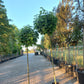 Acer platanoides Globosum esdoorn 225cm