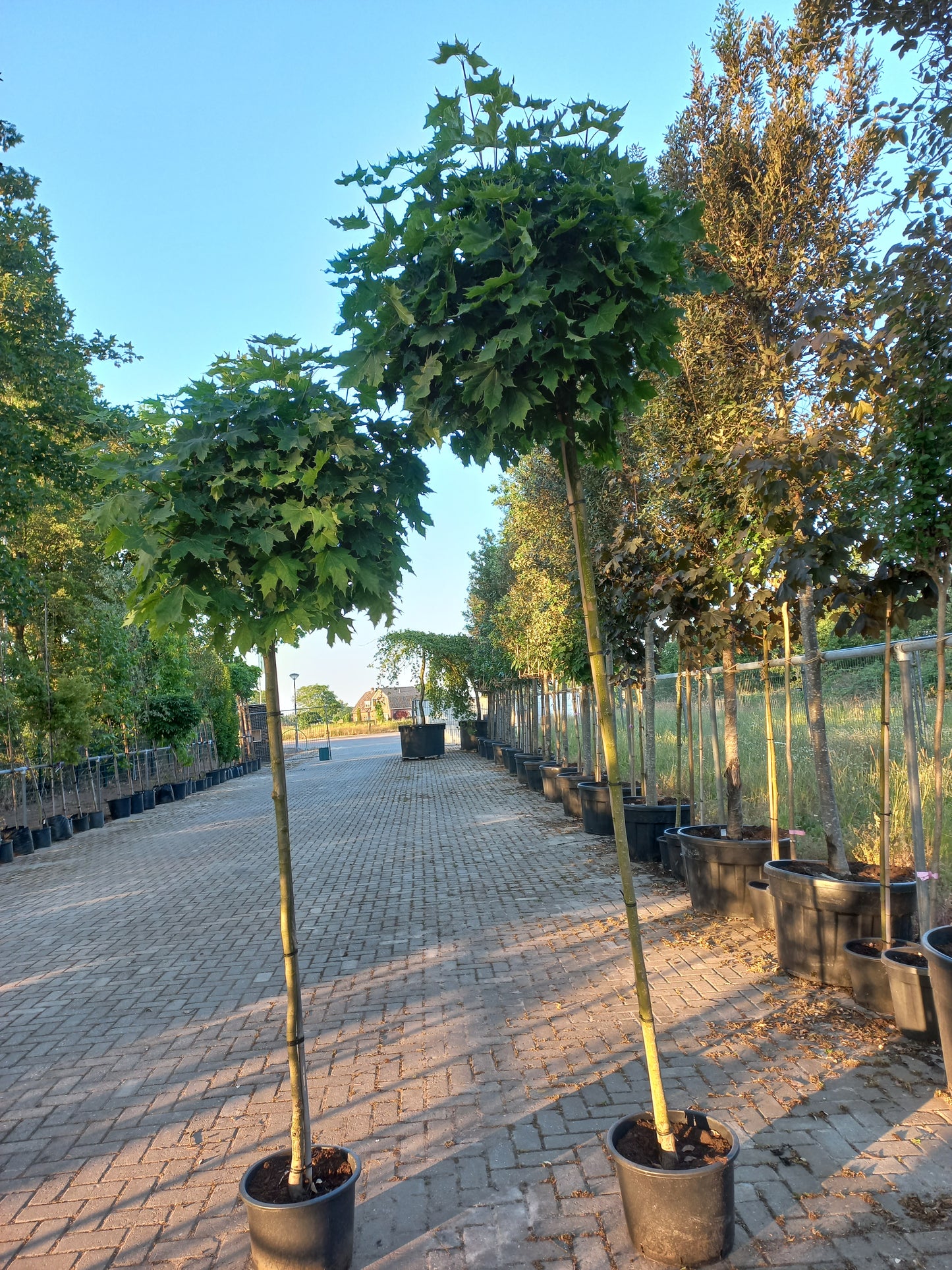 Acer platanoides Globosum esdoorn 180cm