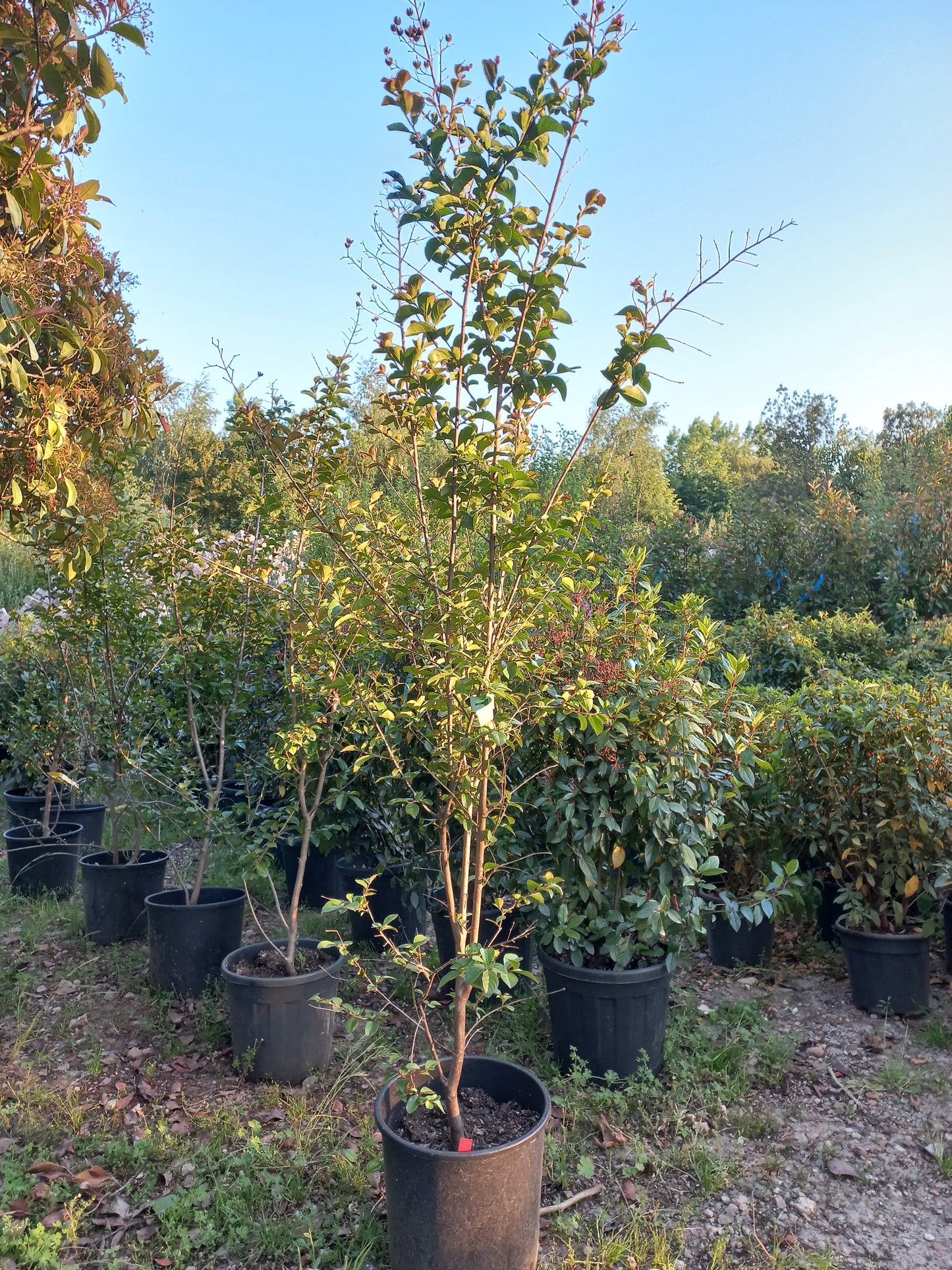 Lagerstroemia Indica Wit en paars indische sering