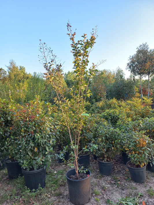 Lagerstroemia Indica Wit en paars indische sering