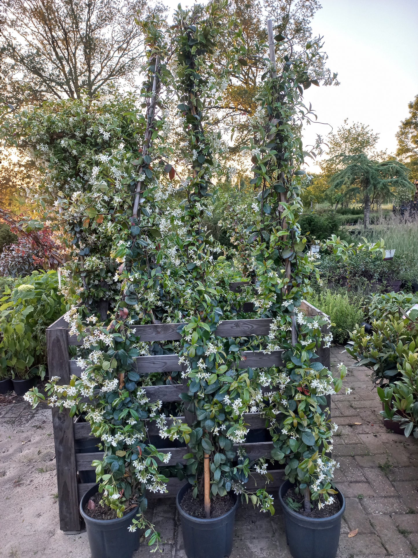 Trachelospermum jasminoides Toscaanse jasmijn