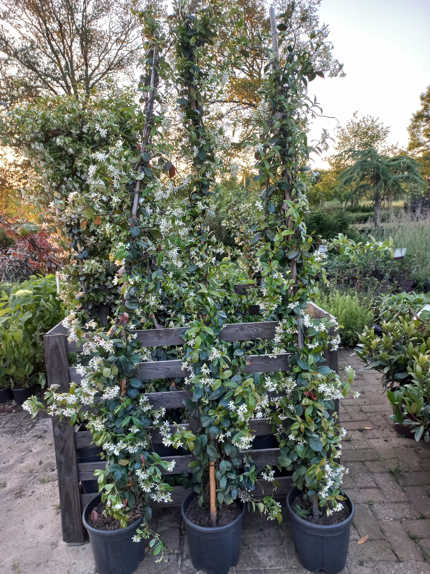 Trachelospermum jasminoides Toscaanse jasmijn