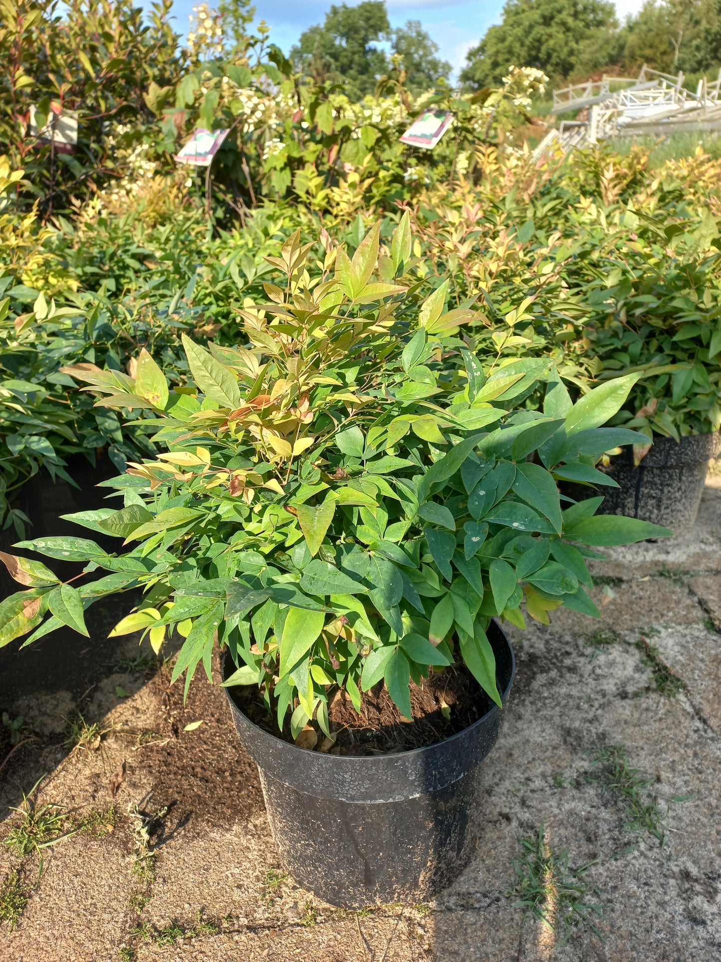 Nandina domestica Obsessed Gulfstream hemelse bamboe