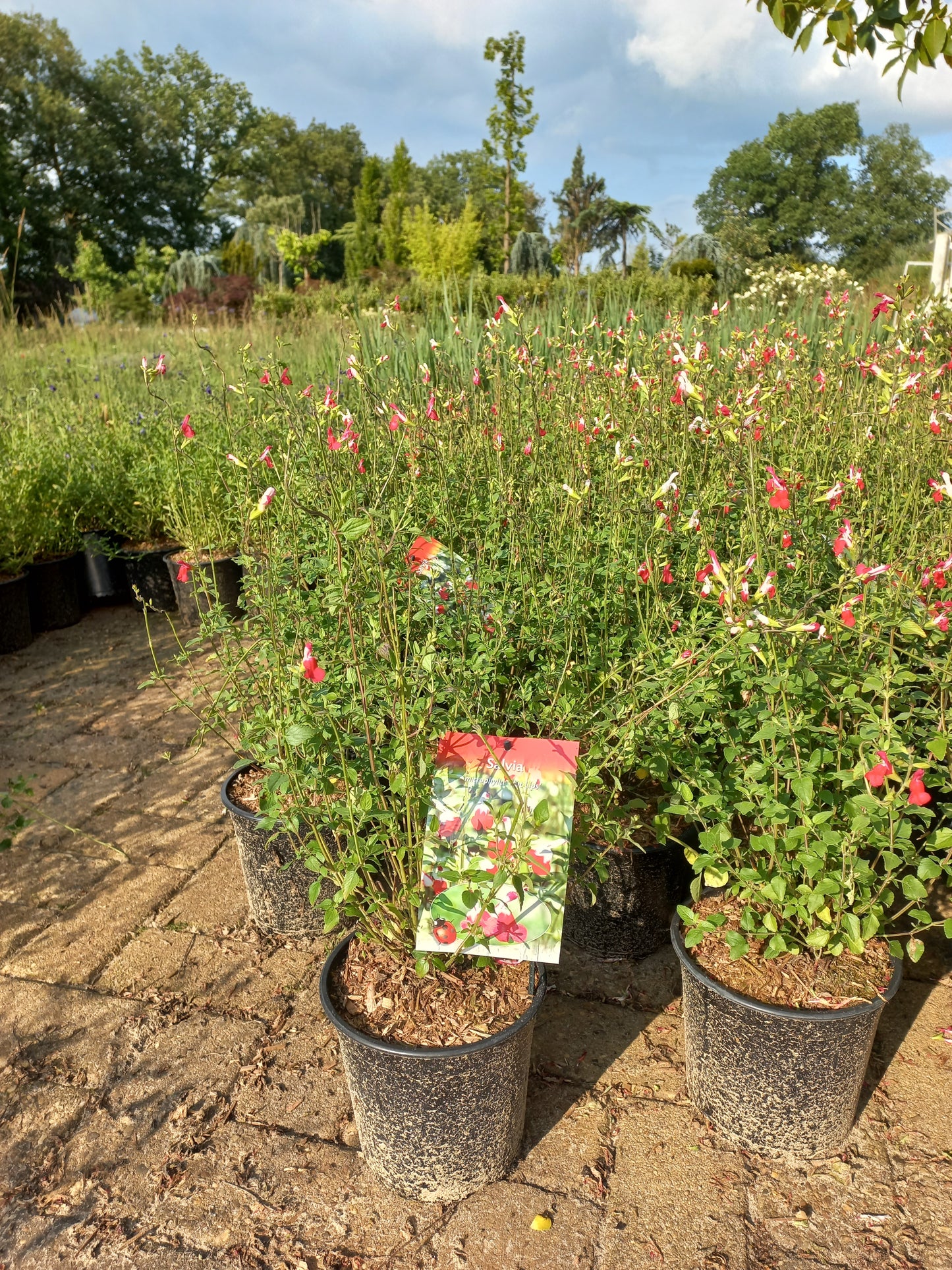 Salvia hot lips