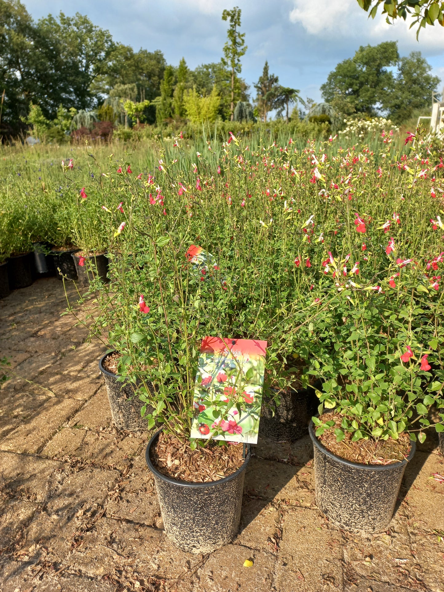 Salvia hot lips