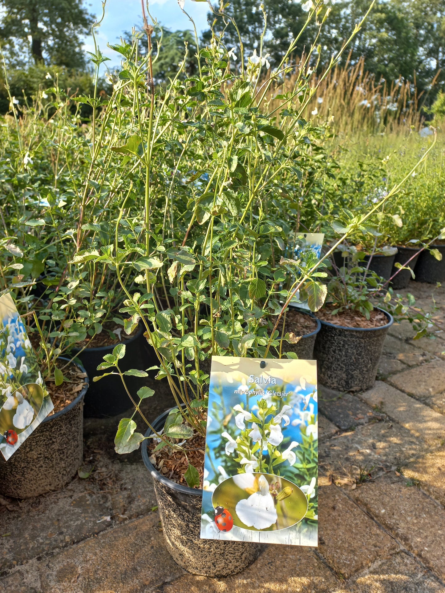 Salvia microphylla Gletsjer