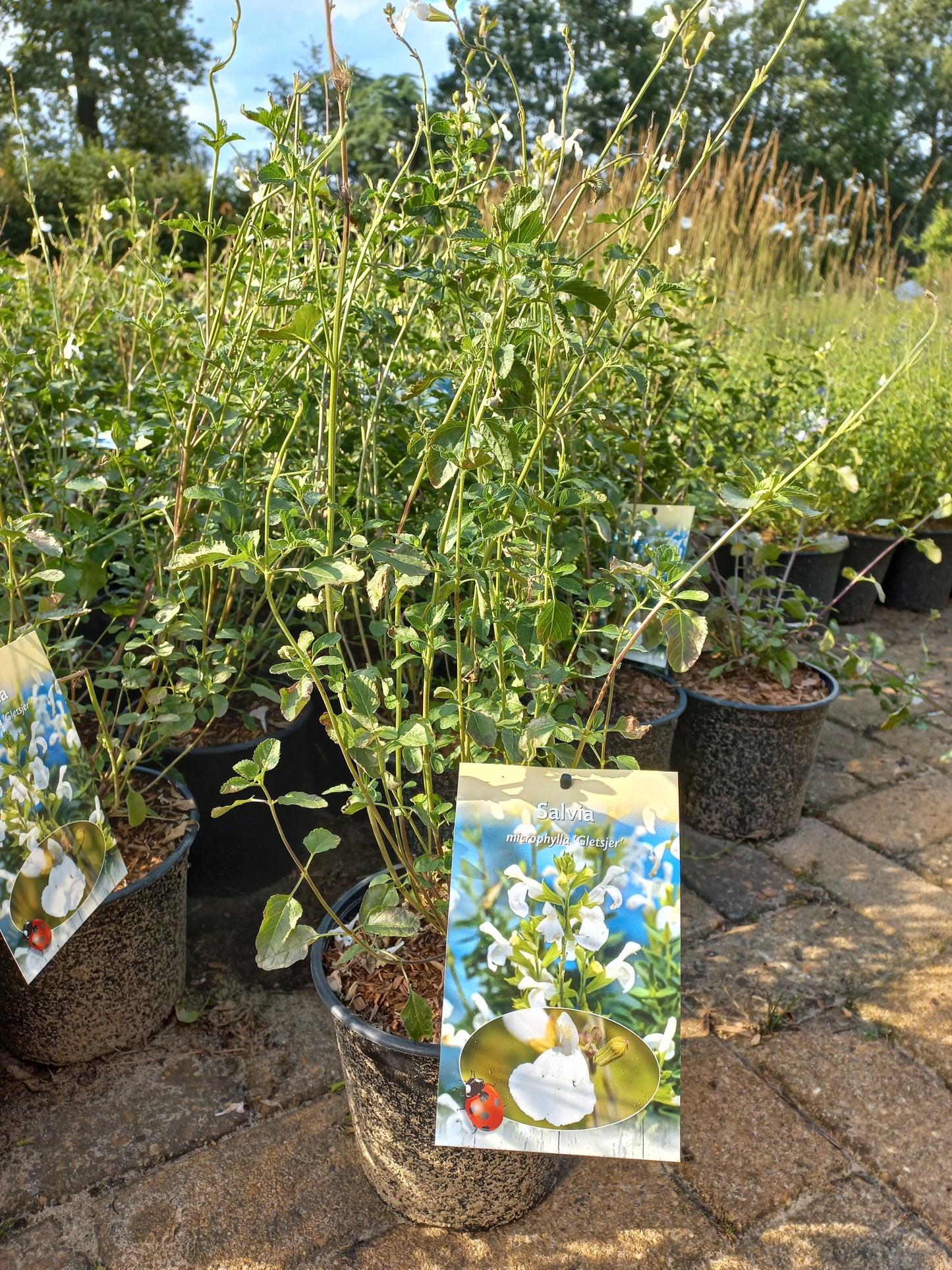 Salvia microphylla Gletsjer