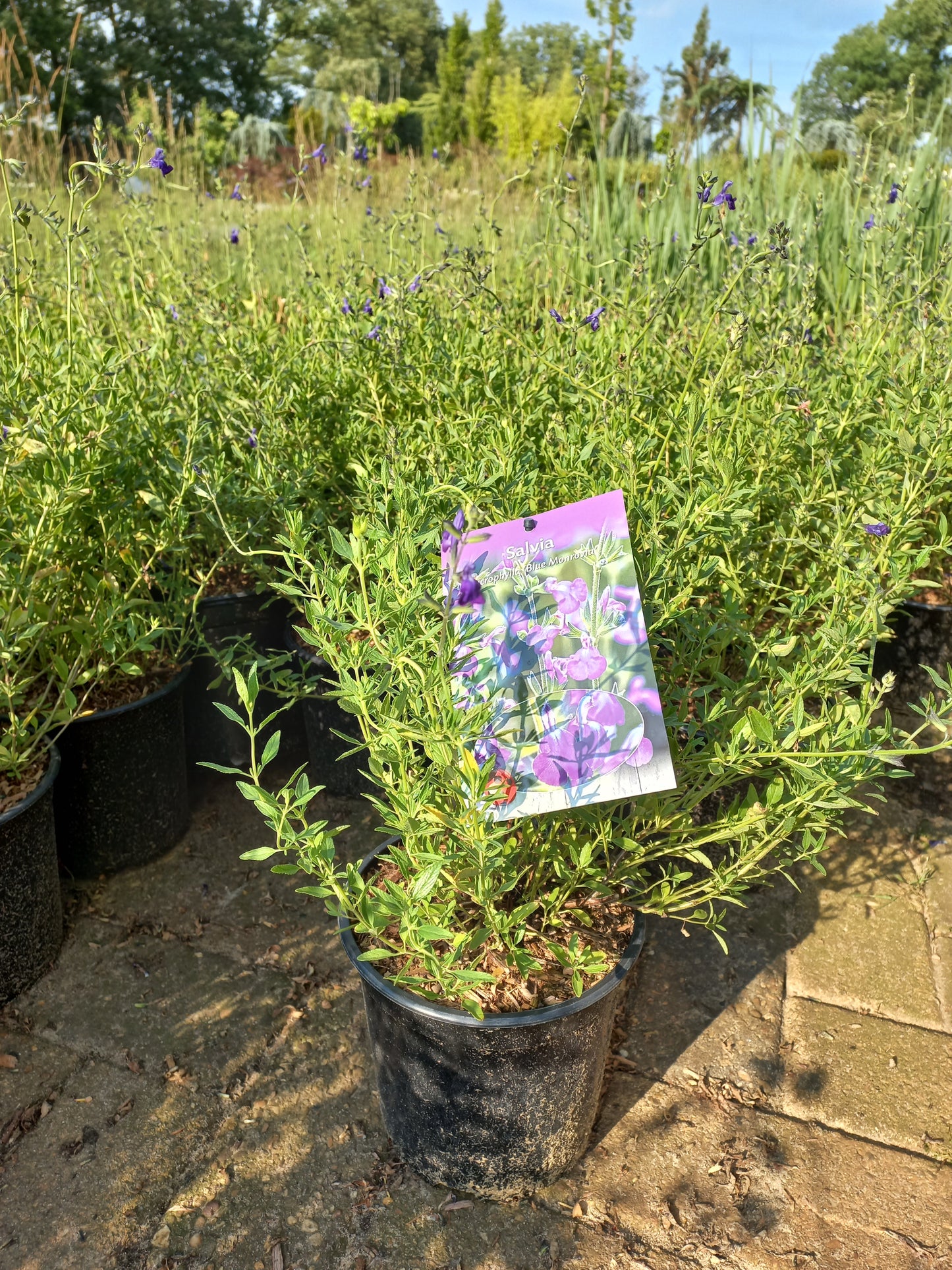 Salvia microphylla Blue Monrovia