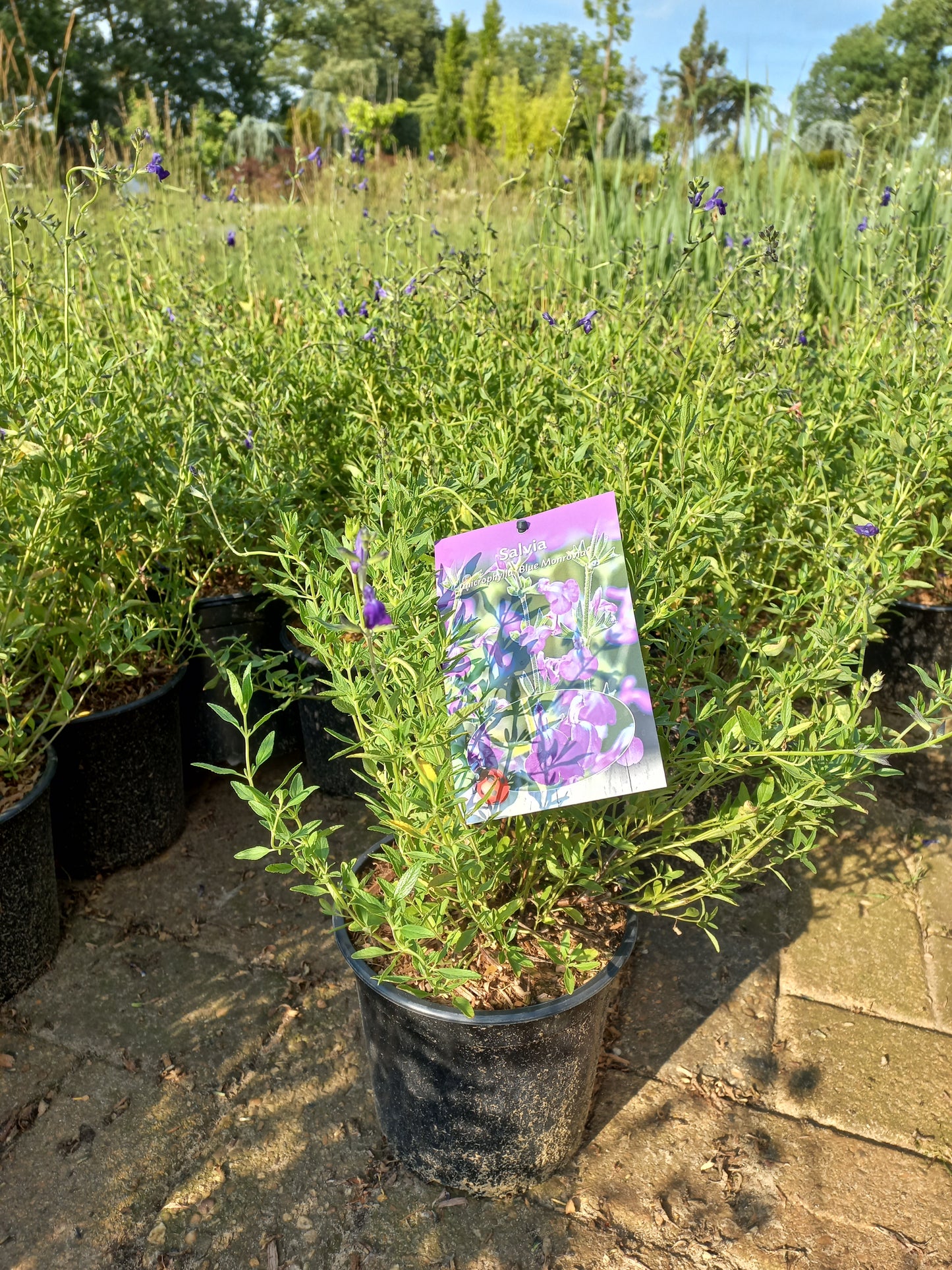 Salvia microphylla Blue Monrovia