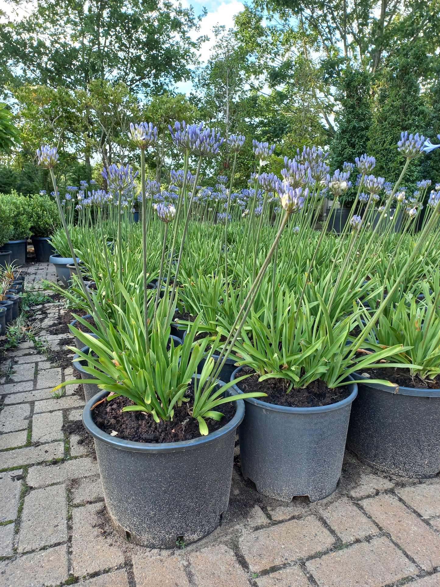 Agapanthus Dr. brouwer
