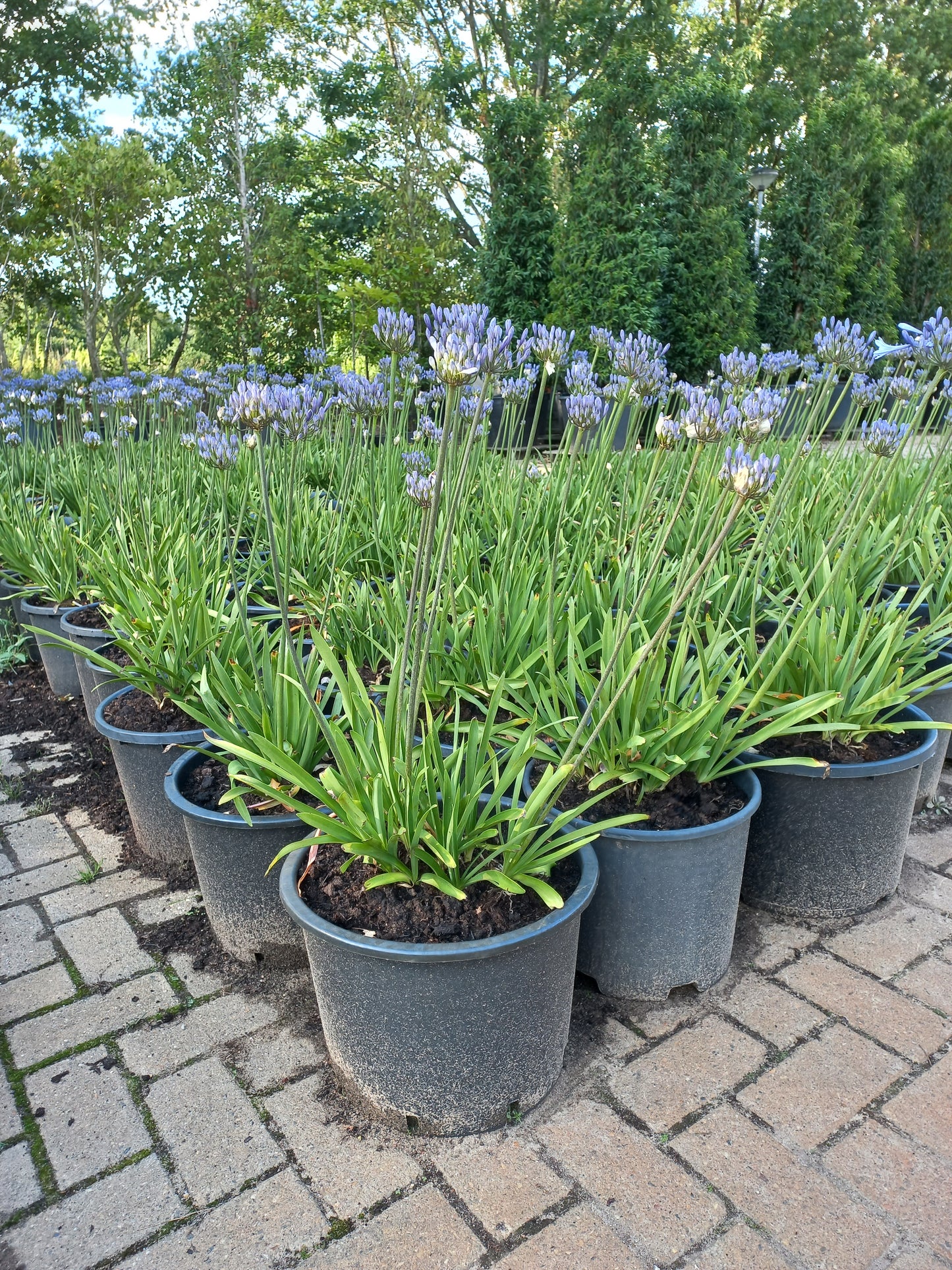 Agapanthus Dr. brouwer