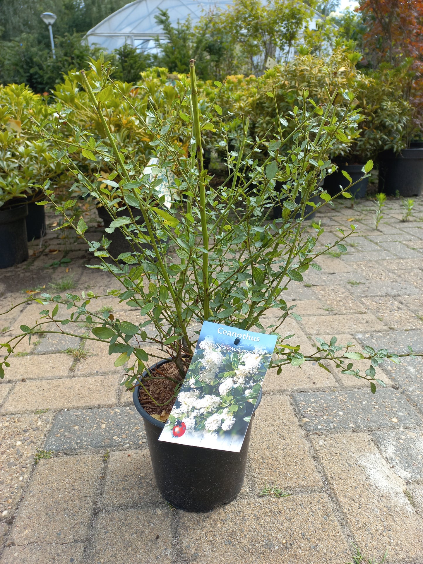 Ceanothus thyrsiflorus Millerton Point Amerikaanse sering