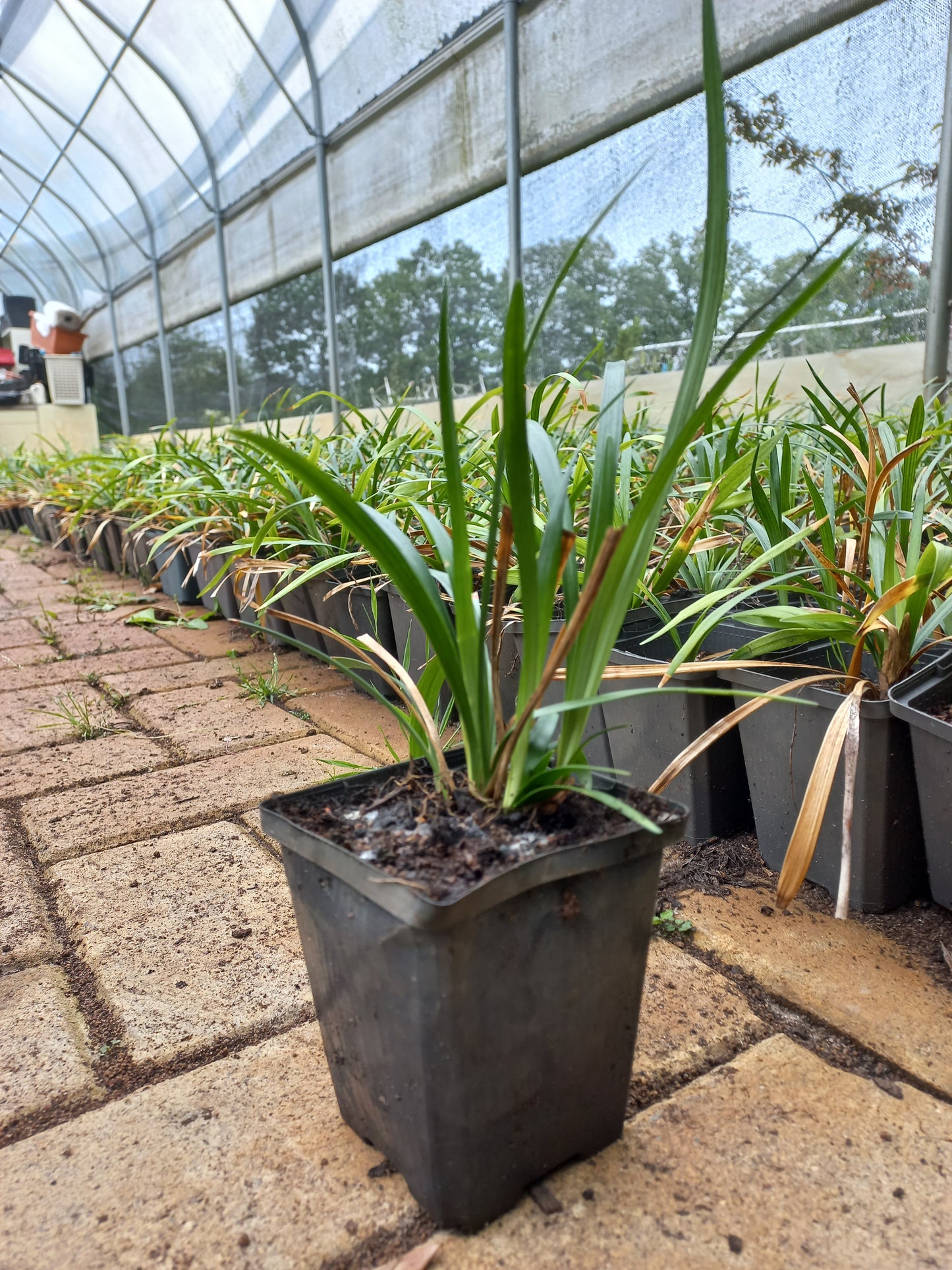 Liriope muscari Ingwersen