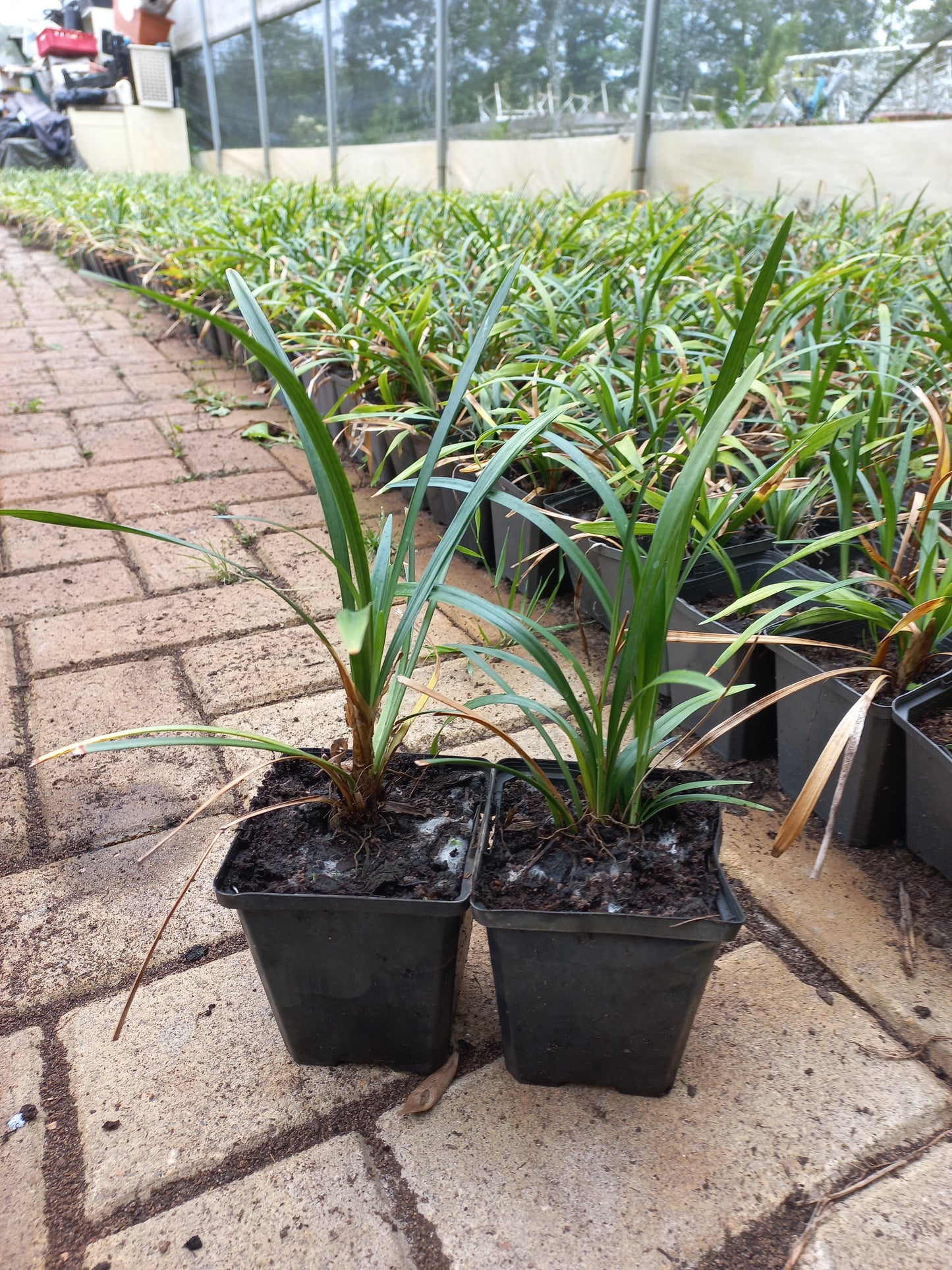 Liriope muscari Ingwersen