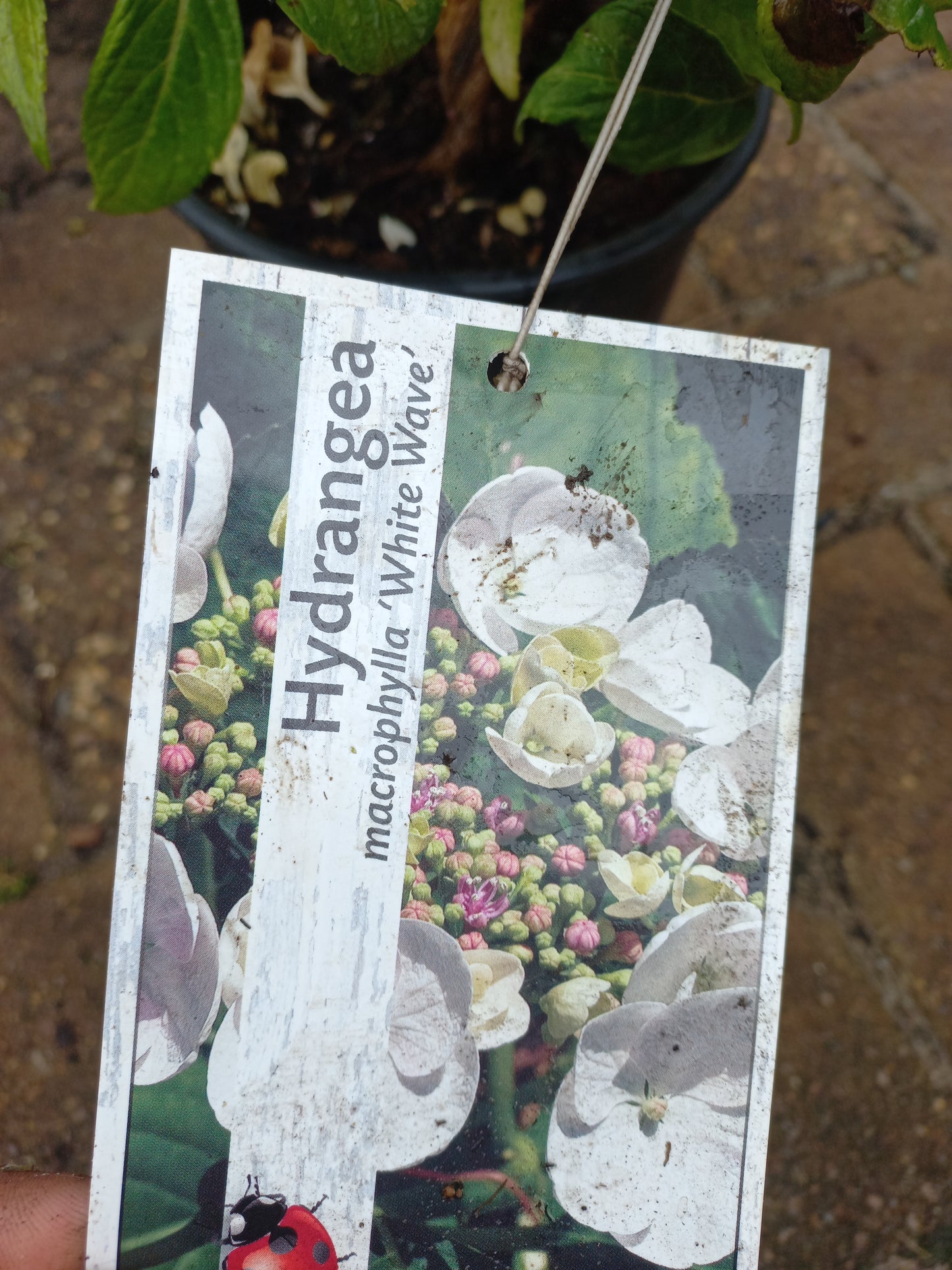 Hydrangea microphylla White Wave