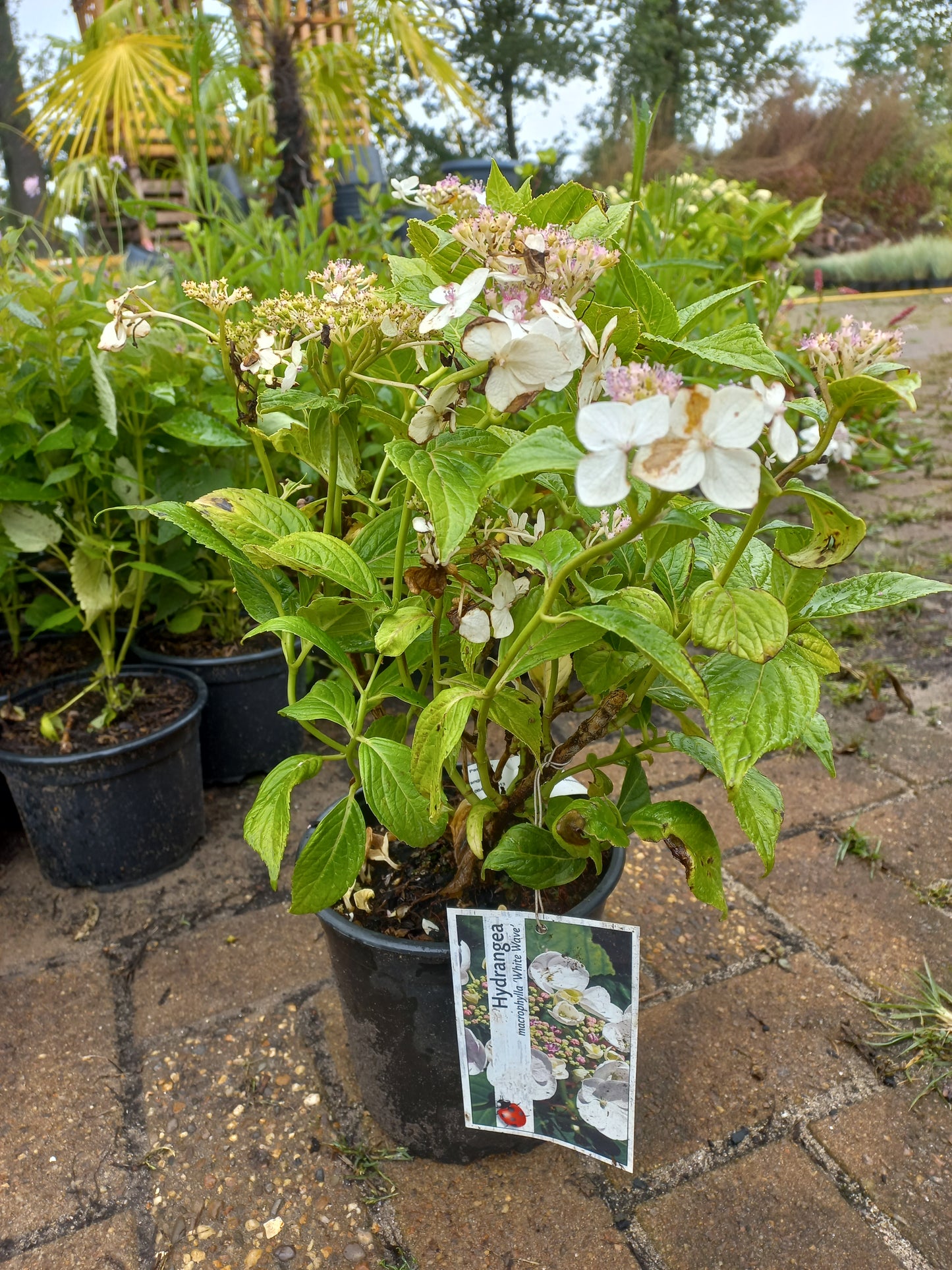 Hydrangea microphylla White Wave