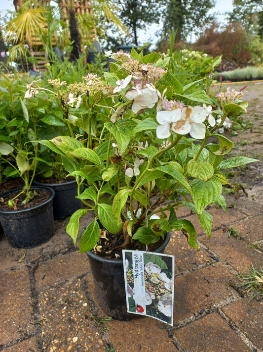 Hydrangea microphylla White Wave