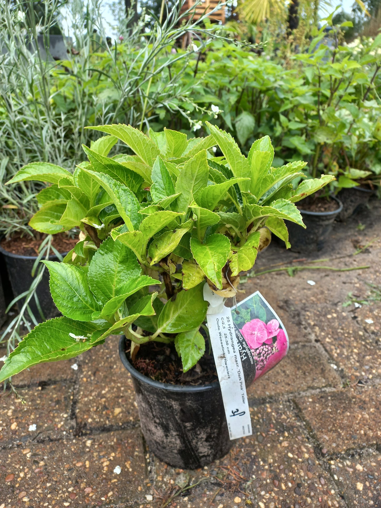 Hydrangea microphylla Dark pink