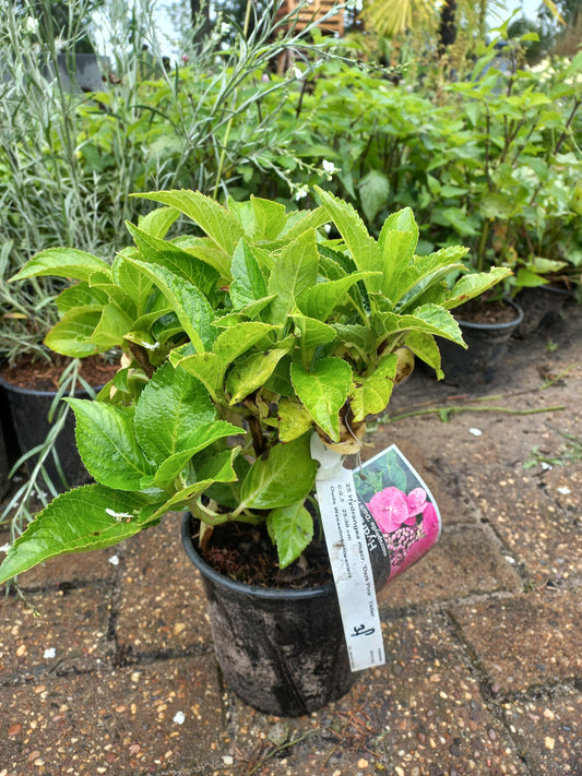 Hydrangea microphylla Dark pink