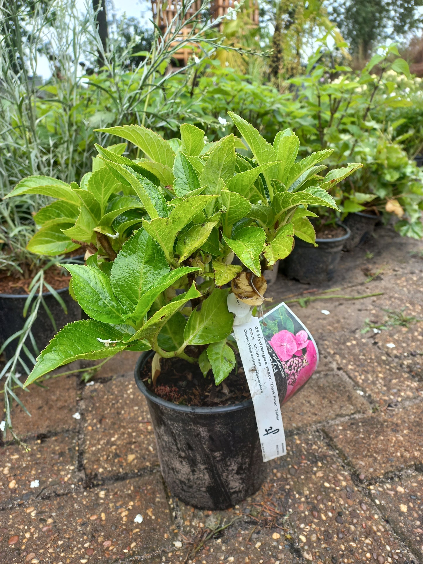 Hydrangea microphylla Dark pink