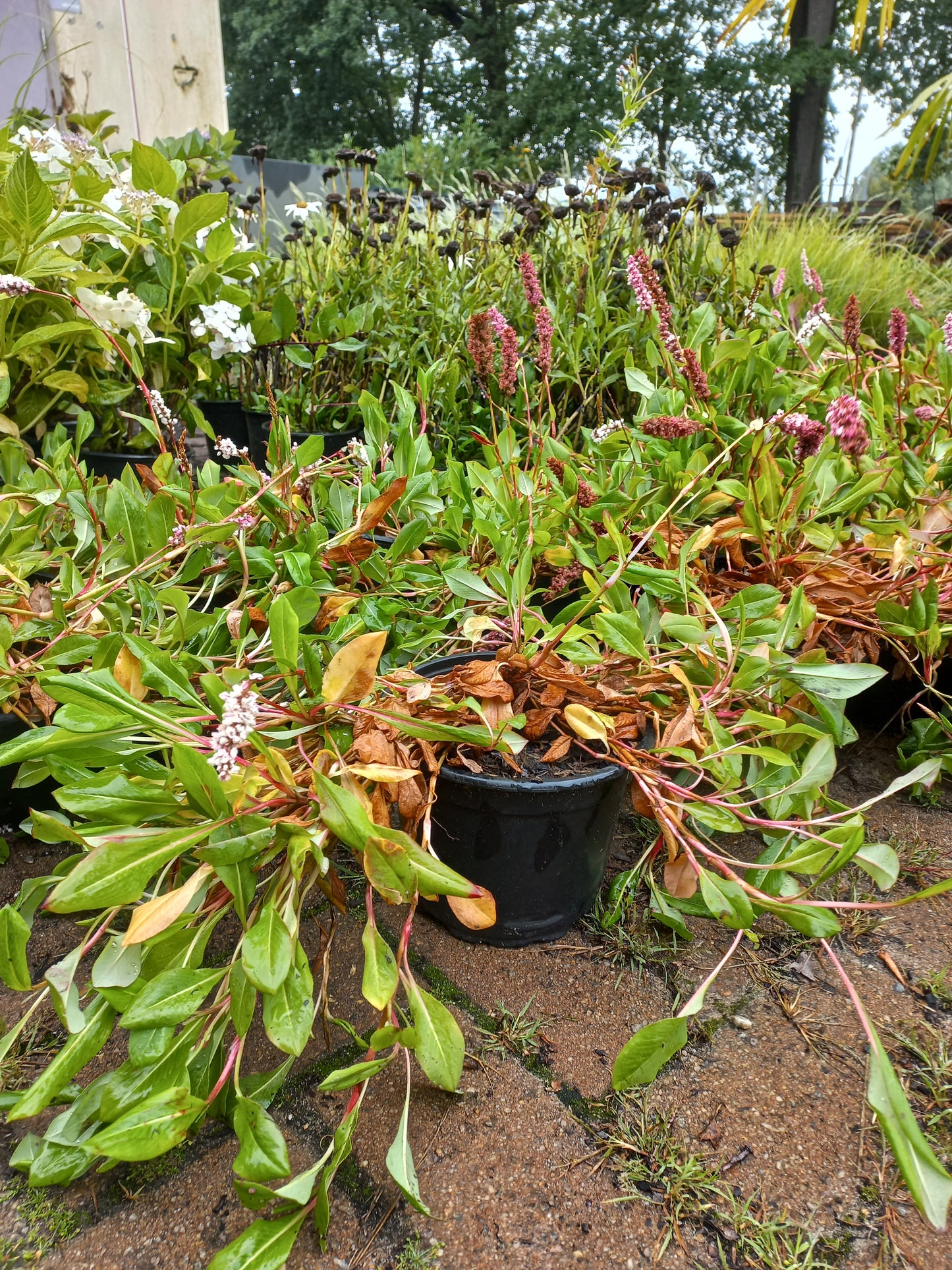 Persicaria Affinis Darjeeling Red