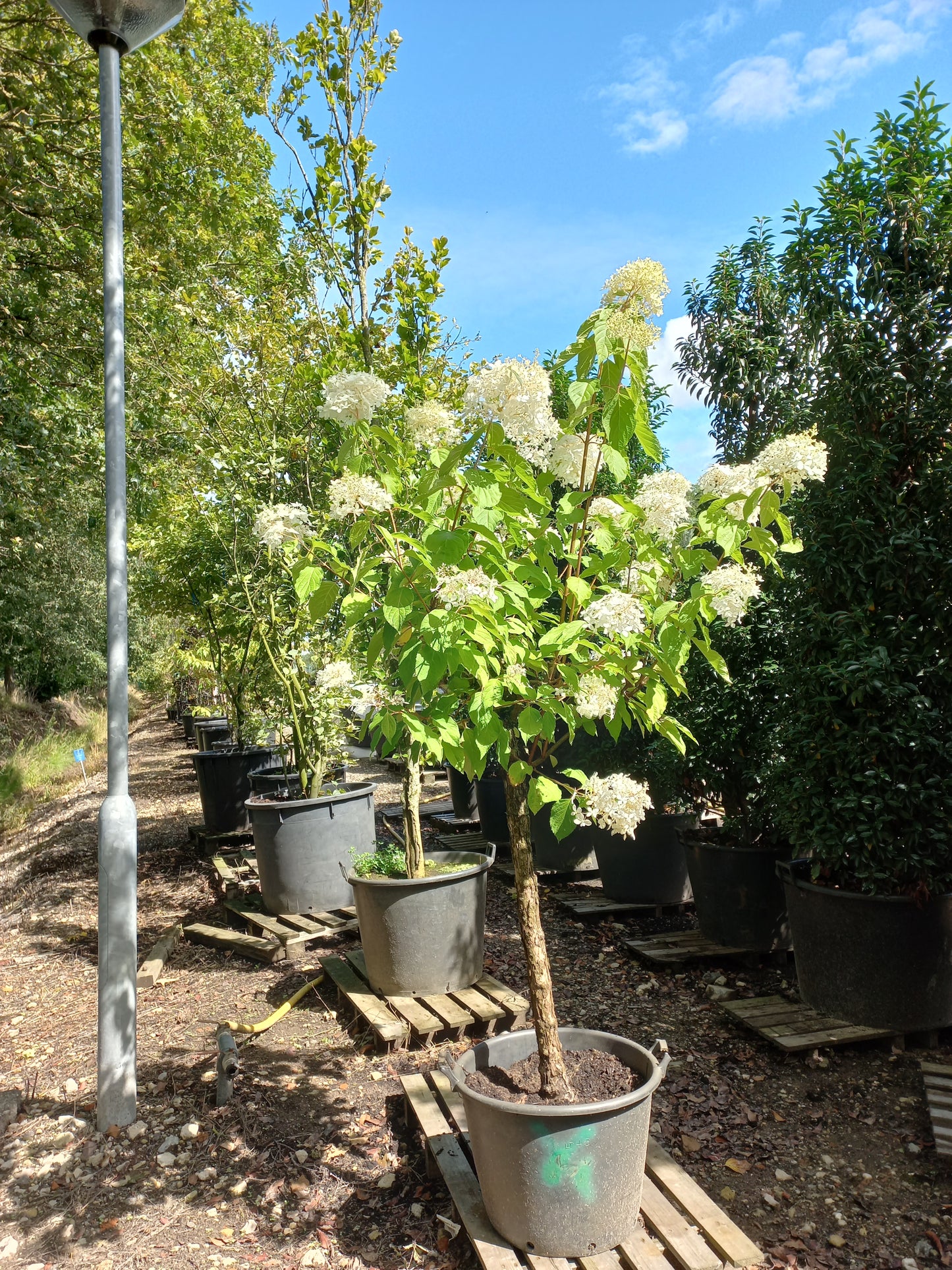 Stamhortensia Pluimhortensia