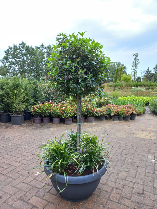 Plantenbak gevuld Type 1