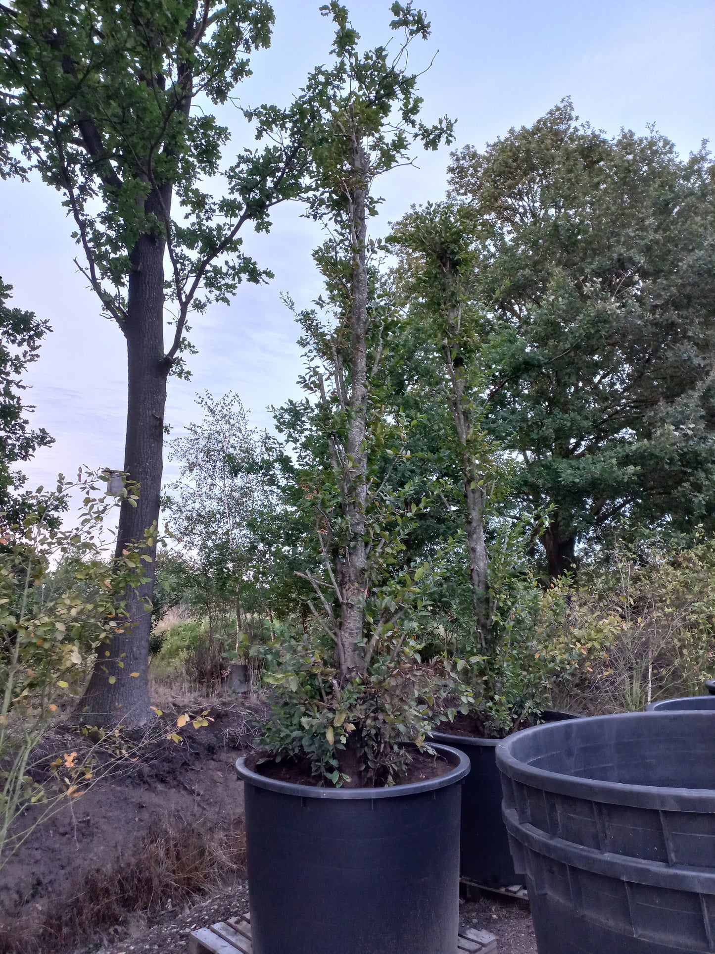 Carpinus betulus Fastigiata Zuilbeuk XXL